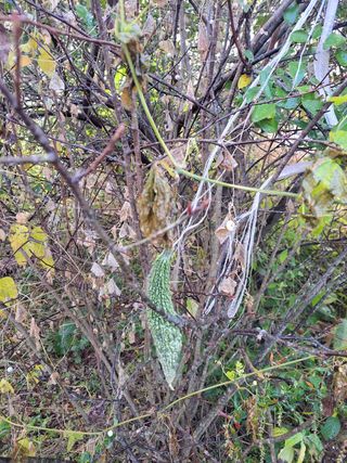 윤석돈님의 기타작물 · 영농일지 작성글 사진