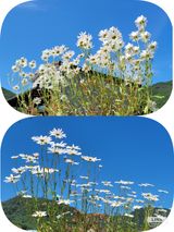 팜모닝 자유주제·자유게시판 게시글 이미지