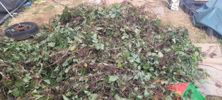 김정은님의 고구마 · 영농일지 작성글 사진