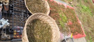 김정은님의 고구마 · 영농일지 작성글 사진