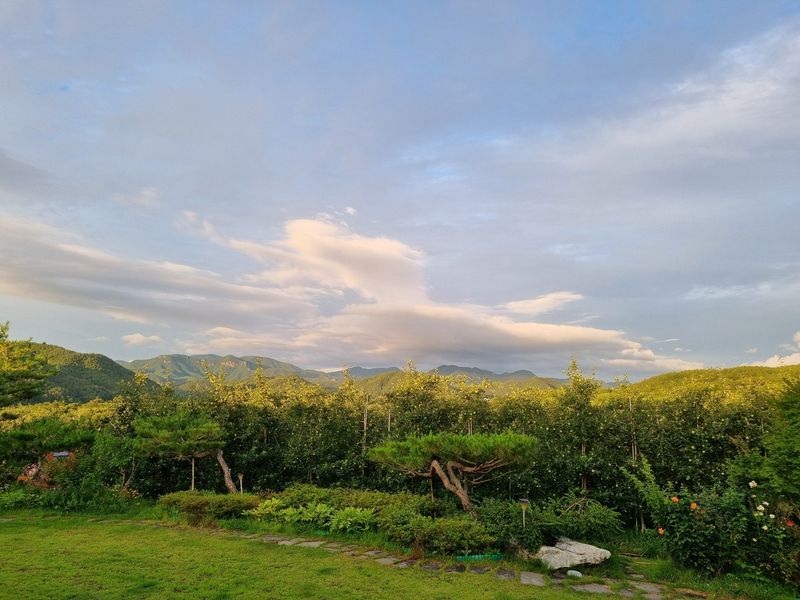 조순자님의 장터 판매 상품 [사과 부사 후부락스, 미얀마 5Kg] 첨부 사진