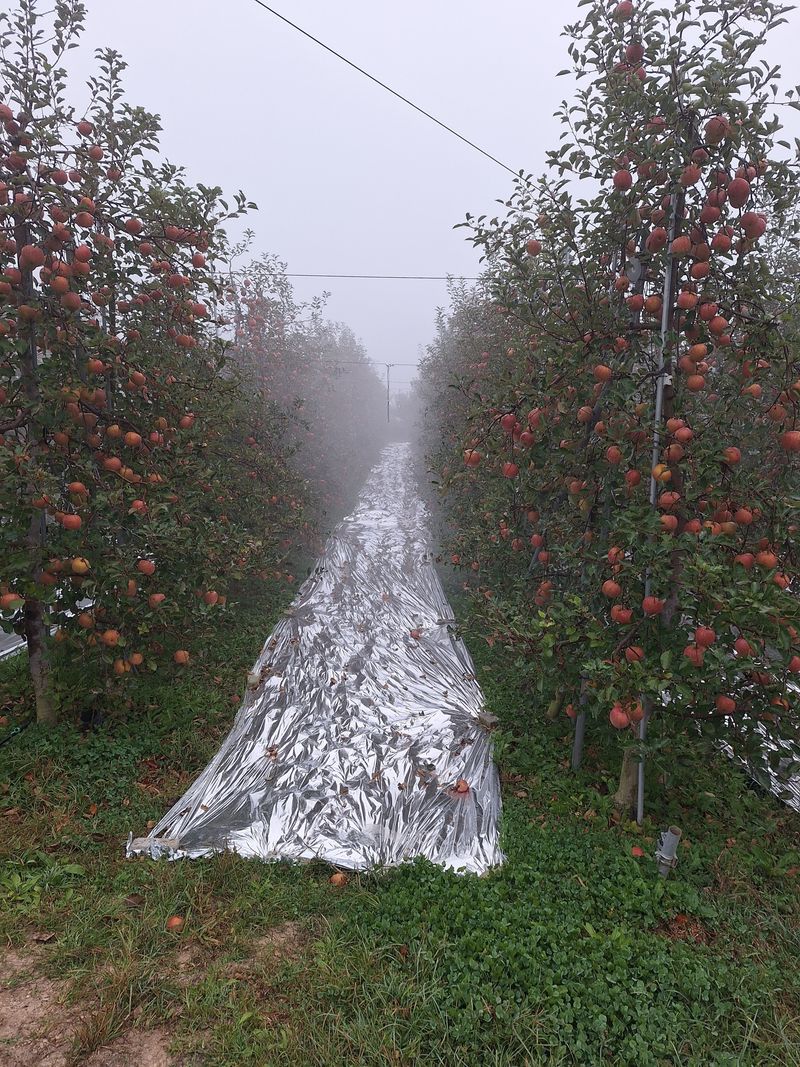 조순자님의 장터 판매 상품 [사과 부사 후부락스, 미얀마 5Kg] 첨부 사진