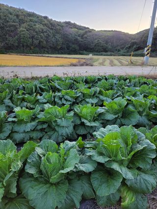조현미님의 고구마 · 영농일지 작성글 사진