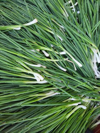 조현미님의 고구마 · 영농일지 작성글 사진