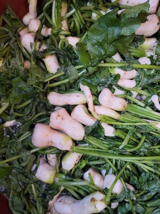 조현미님의 고구마 · 영농일지 작성글 사진