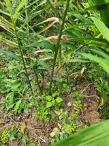 팜모닝 콩·영농일지 게시글 이미지