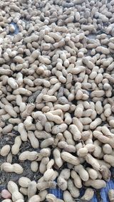 팜모닝 콩·영농일지 게시글 이미지