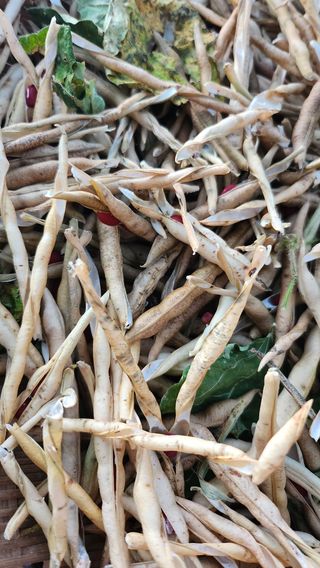 경주 천년미소님의 콩 · 영농일지 작성글 사진