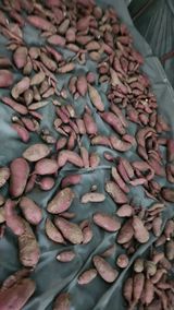 팜모닝 콩·영농일지 게시글 이미지