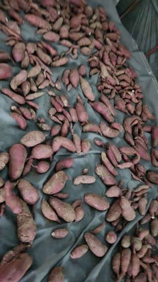 경주 천년미소님의 콩 · 영농일지 작성글 사진