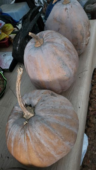 경주 천년미소님의 콩 · 영농일지 작성글 사진