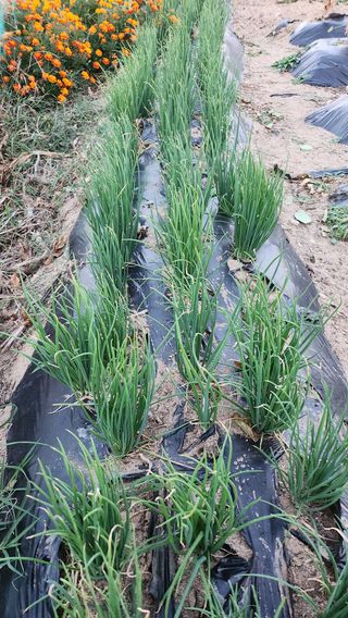 경주 천년미소님의 콩 · 영농일지 작성글 사진