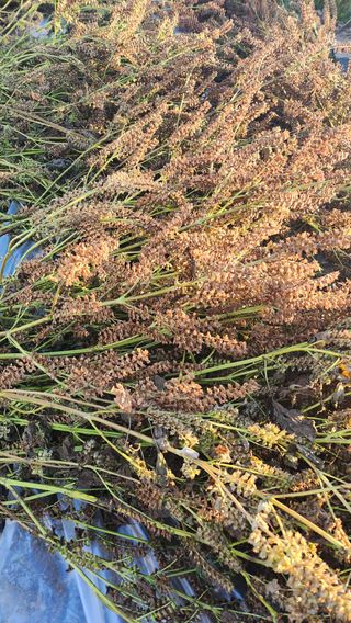 경주 천년미소님의 콩 · 영농일지 작성글 사진