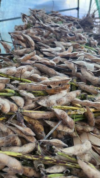 경주 천년미소님의 콩 · 영농일지 작성글 사진