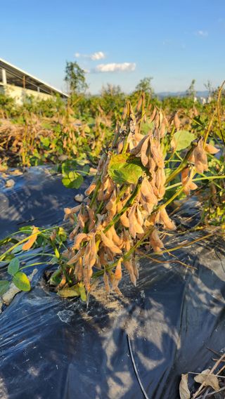 경주 천년미소님의 콩 · 영농일지 작성글 사진