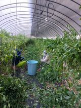 팜모닝 고추·일상 게시글 이미지