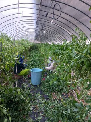 농민님의 고추 · 일상 작성글 사진