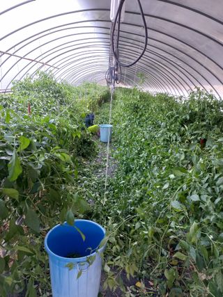 농민님의 고추 · 일상 작성글 사진