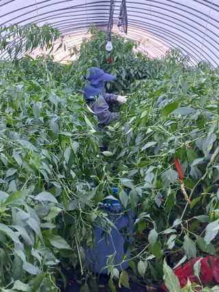 농민님의 고추 · 일상 작성글 사진