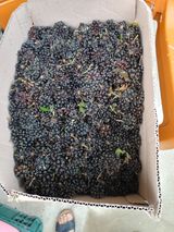 팜모닝 요즘 뜨는 신품종은? 💬·참여글 게시글 이미지