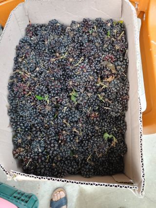 알 수 없음님의 요즘 뜨는 신품종은? 💬 · 참여글 작성글 사진