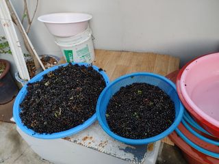 알 수 없음님의 요즘 뜨는 신품종은? 💬 · 참여글 작성글 사진