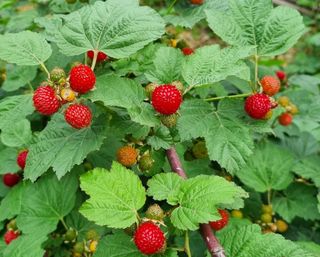 마사촌부님의 토마토 · 일상 작성글 사진