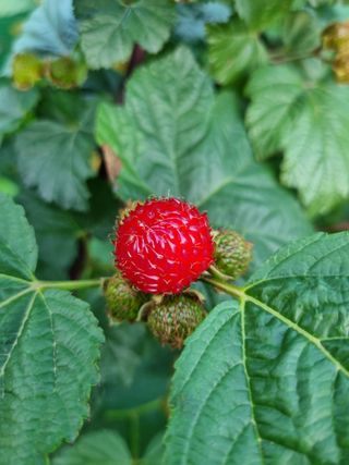 마사촌부님의 토마토 · 일상 작성글 사진