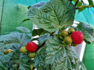 마사촌부님의 토마토 · 일상 작성글 사진