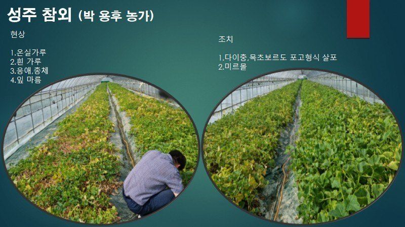 김둘점님의 장터 판매 상품 [미르퀸(몰약비료)10L] 첨부 사진