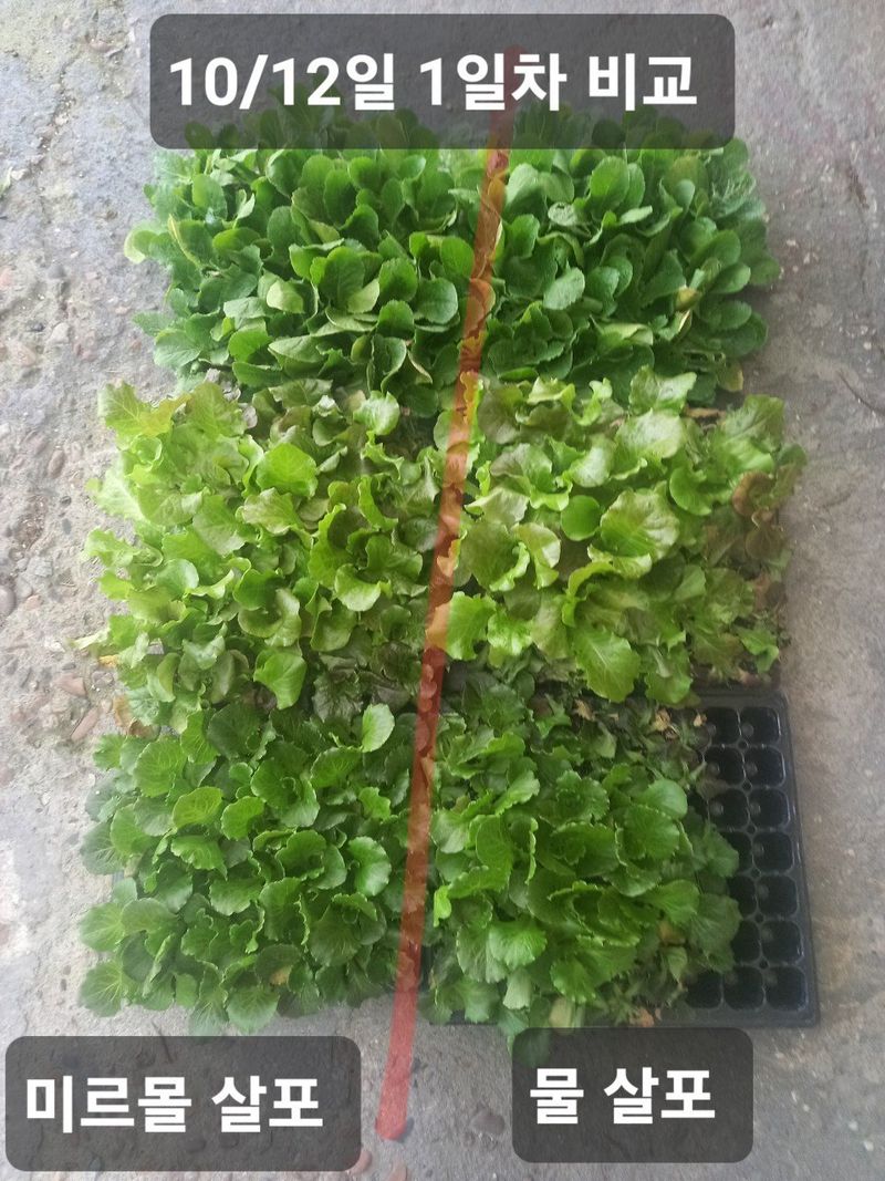 김둘점님의 장터 판매 상품 [미르퀸(몰약비료)10L] 첨부 사진