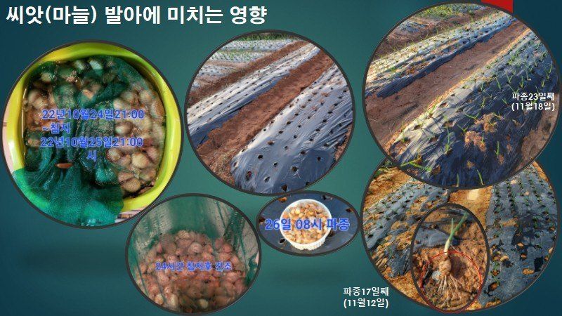 김둘점님의 장터 판매 상품 [미르퀸(몰약비료)10L] 첨부 사진