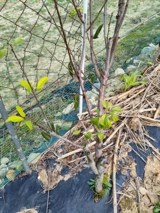 호미대장님의 자유주제 · 자유게시판 작성글 사진