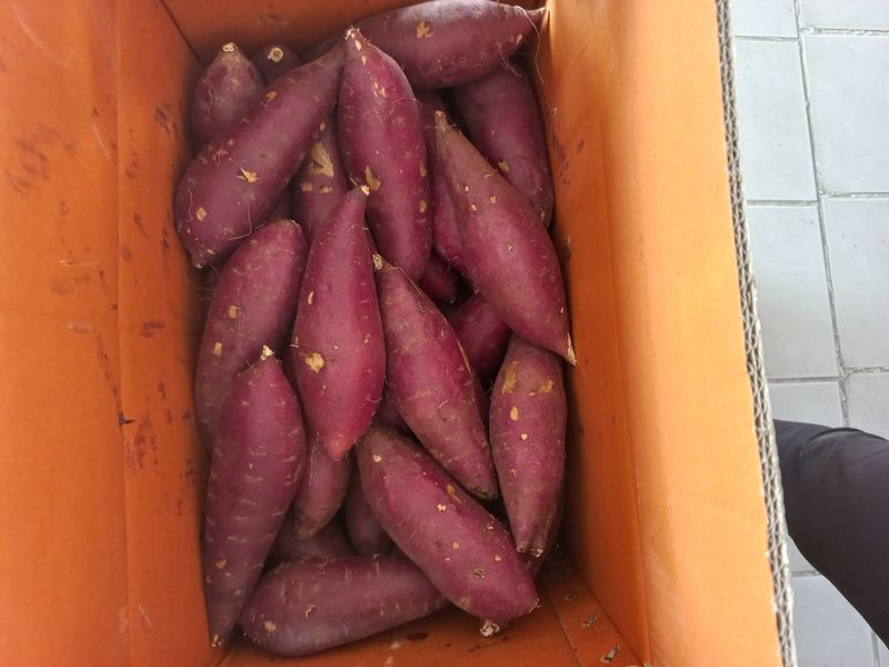 논산 농부 부인님의 장터 판매 상품 [고구마10키로] 첨부 사진