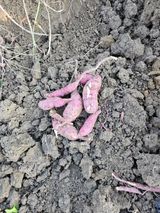 팜모닝 고구마·영농일지 게시글 이미지