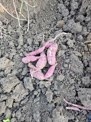 장문업 님의 고구마 · 영농일지 작성글 사진