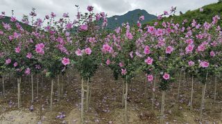 무궁화아리랑사랑농원님의 콩 · 자유게시판 작성글 사진