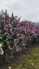 팜모닝 콩·자유게시판 게시글 이미지