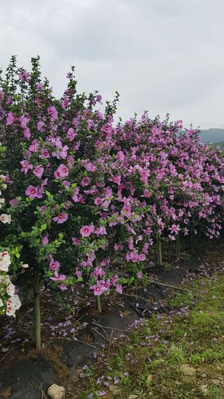 무궁화아리랑사랑농원님의 콩 · 자유게시판 작성글 사진