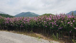 무궁화아리랑사랑농원님의 콩 · 자유게시판 작성글 사진
