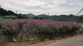 무궁화아리랑사랑농원님의 콩 · 자유게시판 작성글 사진