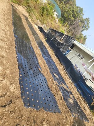 이상욱님의 마늘 · 영농일지 작성글 사진