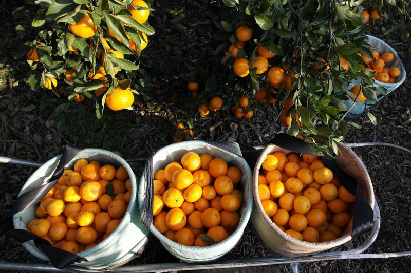 김경철님의 장터 판매 상품 [맛있는 서귀포 조생감귤, 노지황금향 판매합니다 ] 첨부 사진