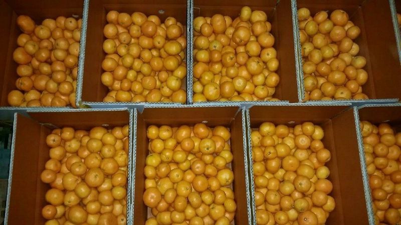김경철님의 장터 판매 상품 [맛있는 서귀포 조생감귤, 노지황금향 판매합니다 ] 첨부 사진