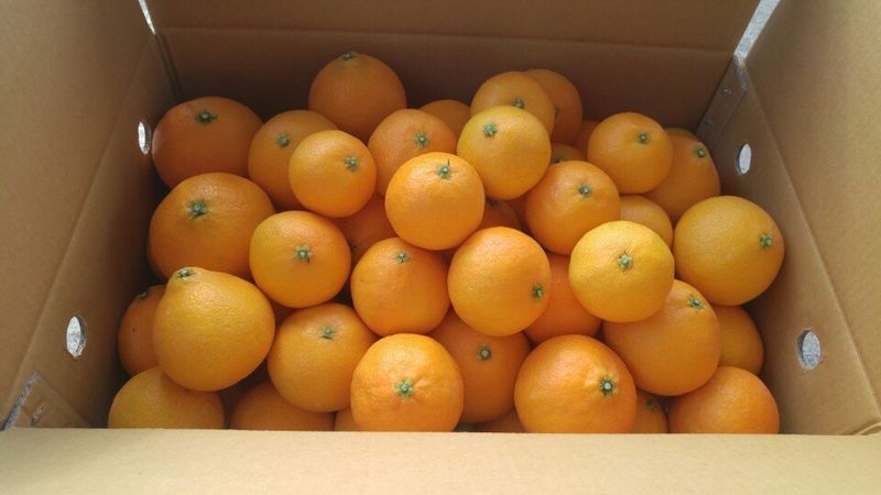 김경철님의 장터 판매 상품 [맛있는 서귀포 조생감귤, 노지황금향 판매합니다 ] 첨부 사진