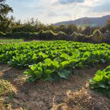 팜모닝 자유주제·자유게시판 게시글 이미지