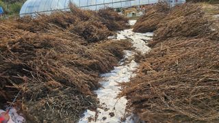 조병대님의 들깨 · 자유게시판 작성글 사진