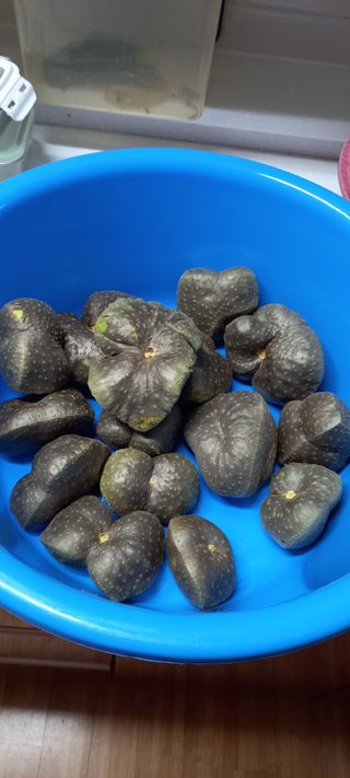 이형만 우영혜님의 요즘 뜨는 신품종은? 💬 · 참여글 작성글 사진