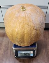 팜모닝 호박·자유게시판 게시글 이미지