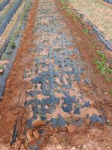 팜모닝 자유주제·자유게시판 게시글 이미지